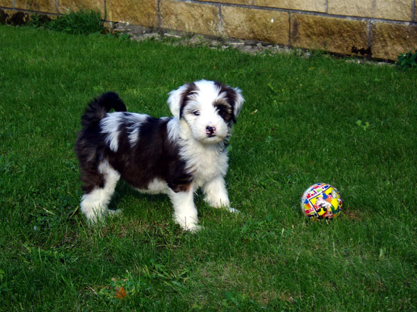 Araki tibetan terrier fashion puppies for